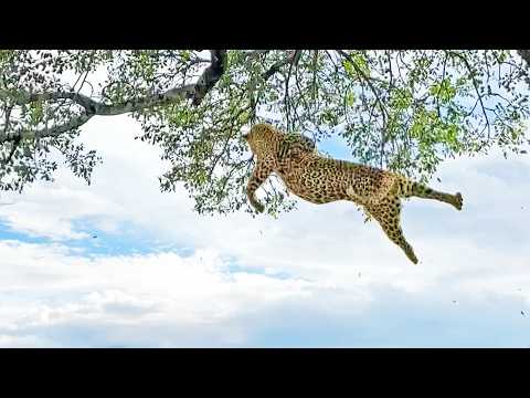 Leopard Survives 6 Meter Fall After Fighting Rival