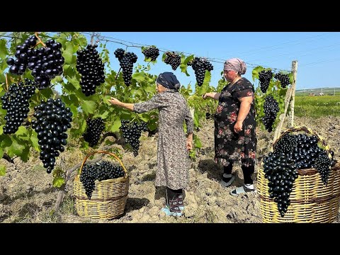 Mix of Harvesting Fresh Black Grapes and Making Traditional