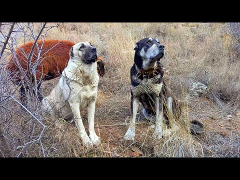 İKİ EMEKTAR KÖPEĞİM İLE ÇOBANLIKTA SON GÜNLERİMİZ ( ah biz