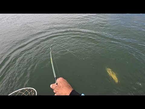 Que adrenalina foi essa desespero tomou conta esse peixe