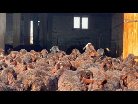 KUZULARDA AĞIZ HASTALIĞI -- NASIL TEDAVİ EDİYORUZ