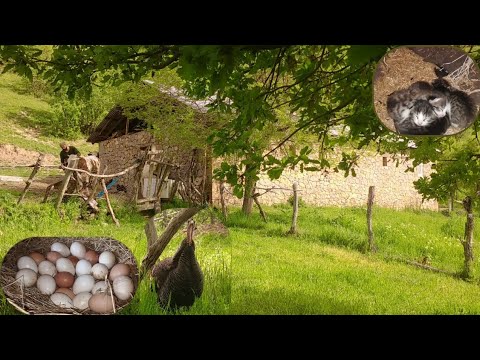 Şehirden uzak bir dağ köyünde mutlu yaşam Happy life in