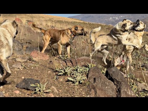 POZGEWR TEK BAŞINA 3 KÖPEKLE BOĞUŞUYOR
