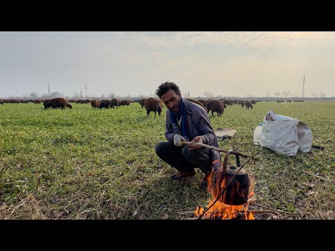 BİZLER KARA DEMLİK ÇAYINDA - KOYUNLAR YONCADA