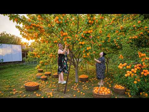 Harvesting Fresh Apricots, Cherries & Strawberries |