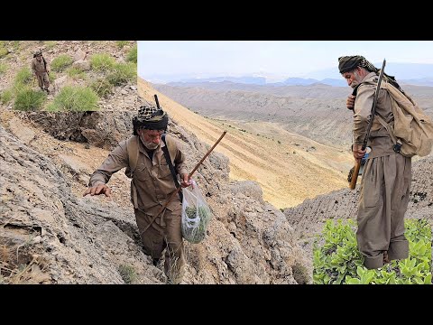 Mountain Adventure: Searching for Wild Honey on Difficult