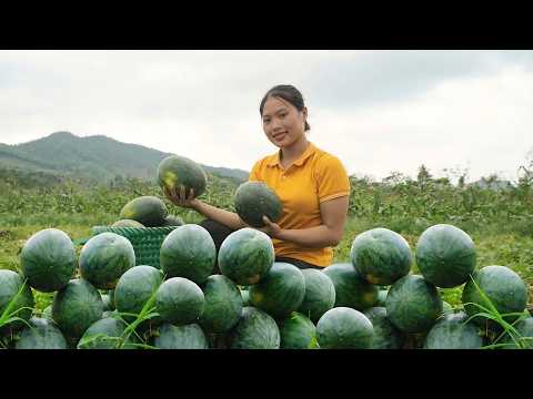 150 days harvesting watermelon, pumpkin, luffa Farm life,