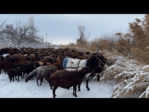 KARLI GECENİN SONU - KOYUNLARIN OT MÜCADELESİ