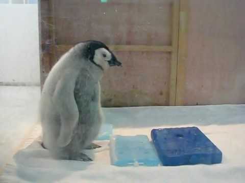 コウテイペンギン ひな 49日目Part 1 Baby Emperor Penguin 49 days