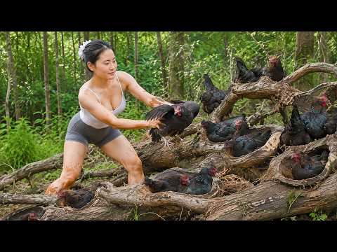 Harvesting 1001 Black Chickens From The Forest - Sold Them