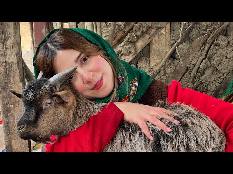 Delicious Dolma Recipe from Village