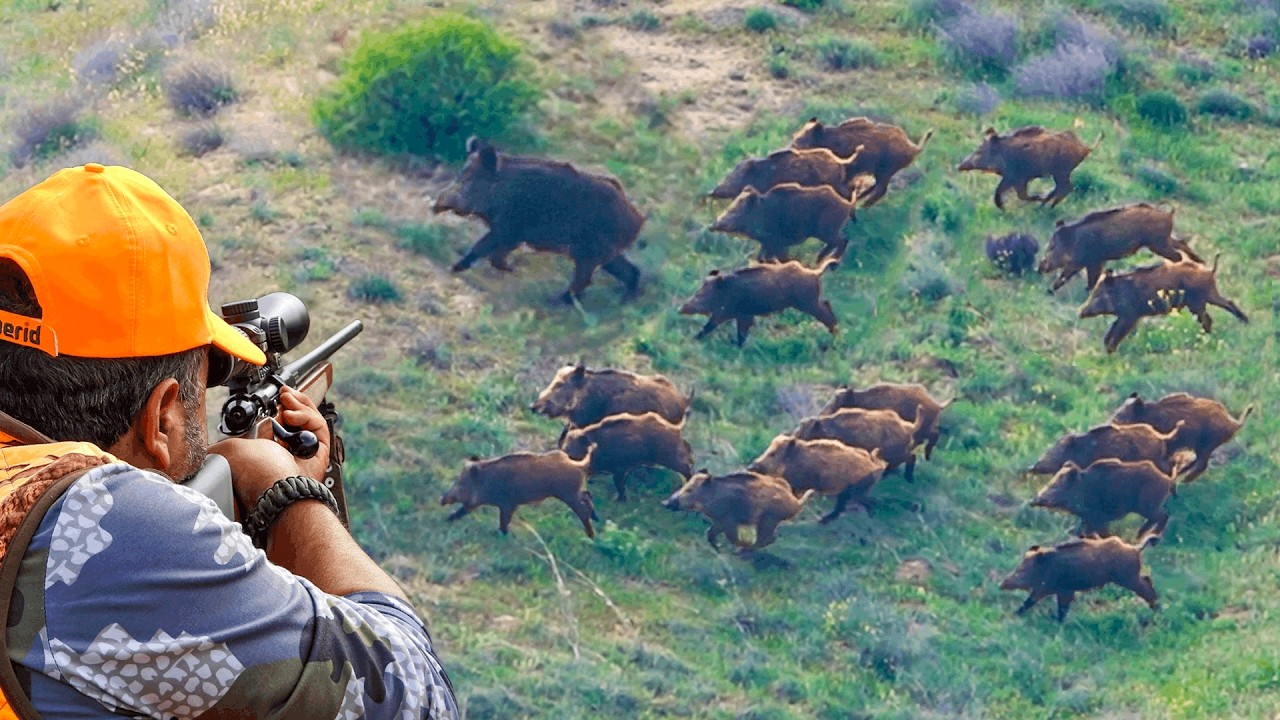 MASSIVE HERD HUNTING WILD BOARS IN FARMLANDS