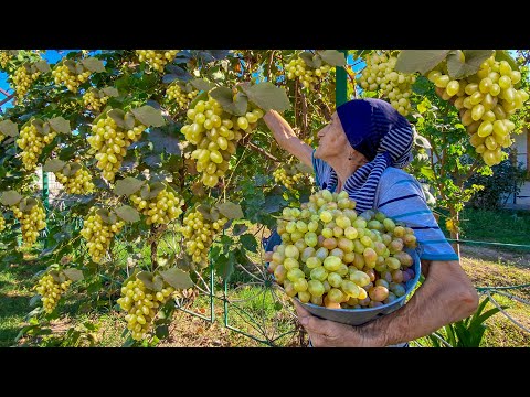 GRAPE HARVESTING AND MAKING MIXED GRAPE JUICE AND JAM