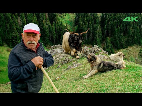 Küçük Ağa'nın Yayla Göçü - Bölüm 2 Belgesel Film