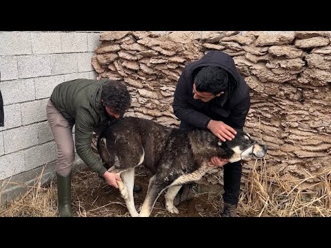 BEŞO İÇİN TALİHSİZ Bİ SAKATLIK TEDAVİ EDİYORUZ - GECE