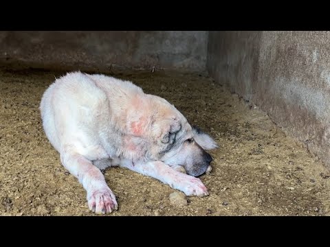 HIRÇO KÖPEKLERLE BOĞUŞMUŞ KANLAR İÇİNDE - ARAM BİZE YARDIM