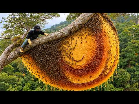 A perilous wild honey hunt: Harvesting two massive
