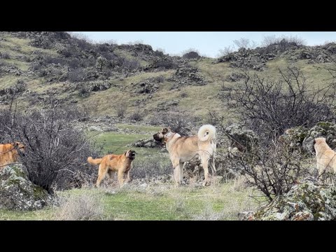 SÜRÜ KÖPEKLERİ KARŞILAŞMALARI - MERADA 72 SAAT
