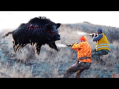 TOP 50 İNANILMAZ YABAN DOMUZU AVI derleme,Wild Boar Hunting