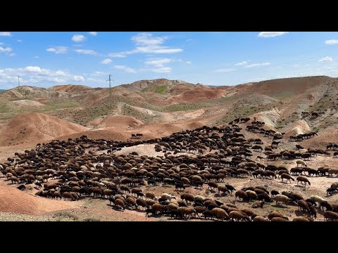 GÖKKUŞAĞI TEPELERİ ARASINDA DEVAM EDİYORUZ - BÜTÜN KÖPEKLER