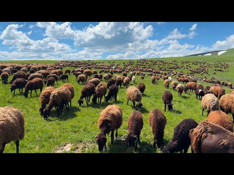 YAYLAMIZA ULAŞTIK- GÖÇ YOLUNDA SON GÜN (15 BÖLÜM)