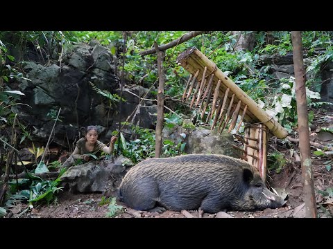 detecting wild boar traces, how to make primitive traps,