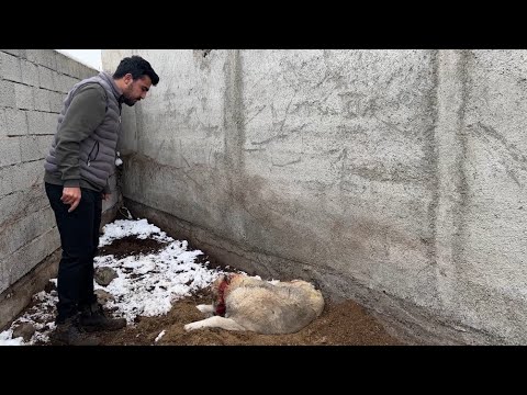 BÜTÜN KÖPEKLER BİRLİK OLUP HIRÇOYA SALDIRDI - AYIRMAYA