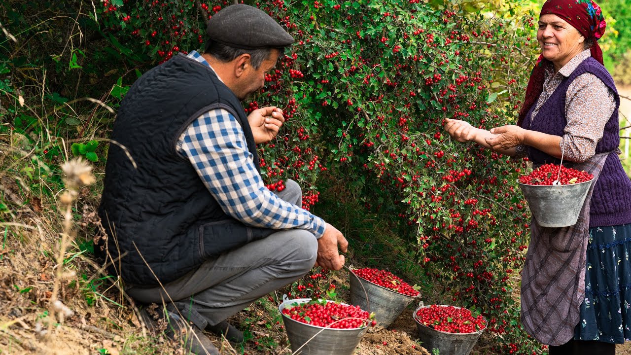 Foraging & Cooking Red Hawthorn Berries