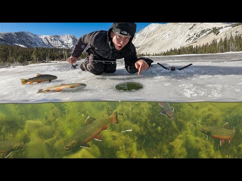Sight Fishing Trout UNDERWATER in Mountain Lake (First Ice)