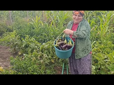 PATLICAN HASADI KIŞLIK HAZIRLIKLARINA DEVAM ÖZLEDİĞİNİZ KÖY
