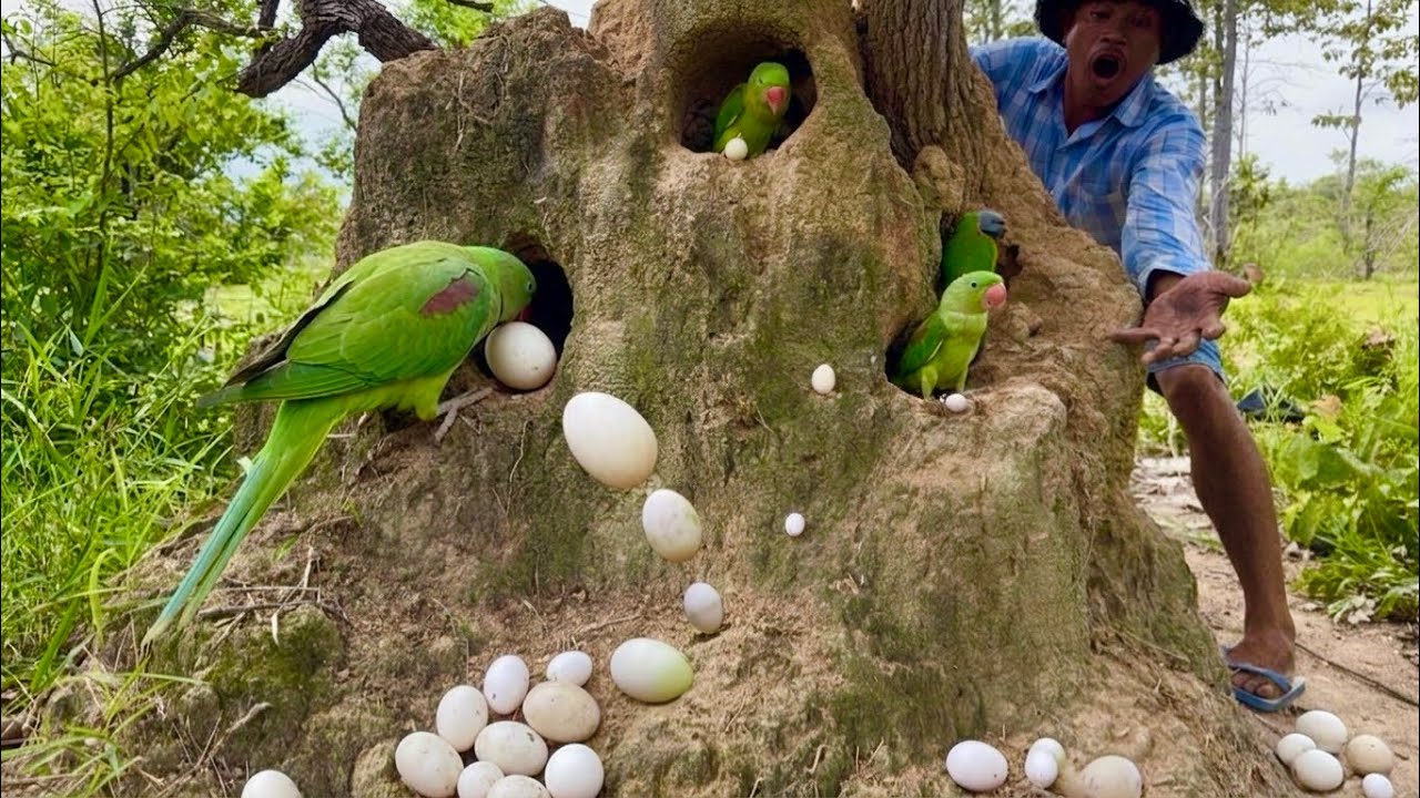 Amazing video shows man watching parrot drop eggs from nest