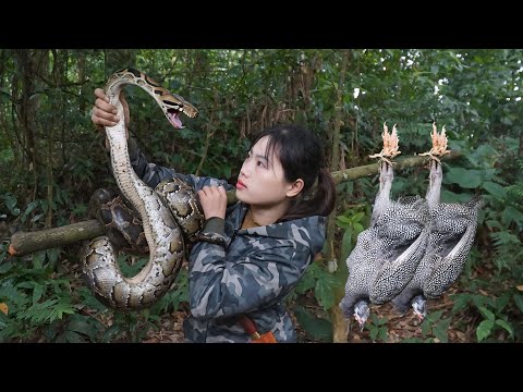 Setting traps to catch guinea fowl – Shock moment as a