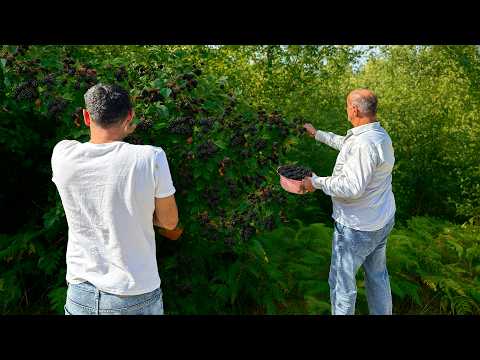 Picking Wild Blackberry & Grandma's Fire-Cooked Feast | Jam