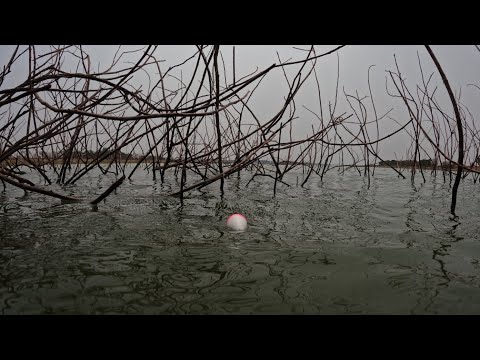 Pescaria de Tilápias gigantes e tucunaré na Ilha das
