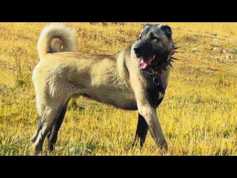 Bu günkü gezimizde çok özel iki aslan ŞERUD&ZÜMRÜT