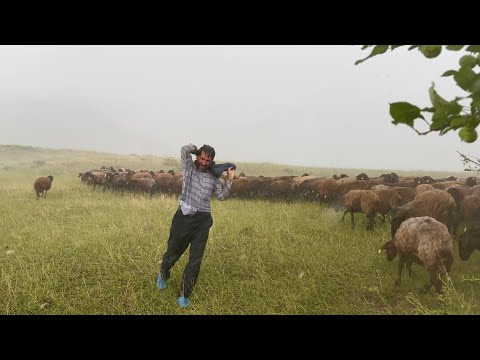 ANİDEN BASTIRAN YAĞMUR VE RÜZGAR - KOYUNLAR ÖLÜMÜN KIYISINDA
