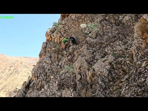 Nomad Family Journey in Zagros Collecting Wild Medicinal