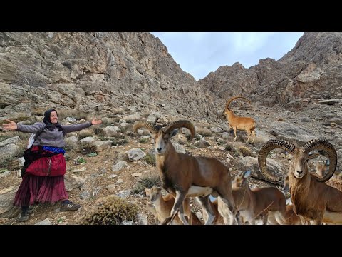 Kulthum's rainy trip: from picking herbs to collecting