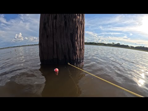 Gigantes no pé do toco usando seva natural Os maiores