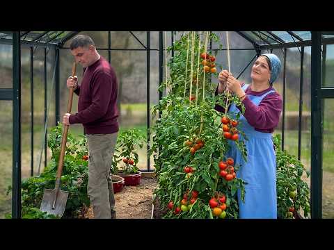 Living In Mountains: Greenhouse And Strawberry Cooking