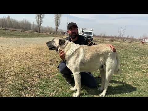 DÜNYANIN 1 NUMARASI KANGAL KÖPEKLERİNİN NADİDE BİR ÖRNEĞİ