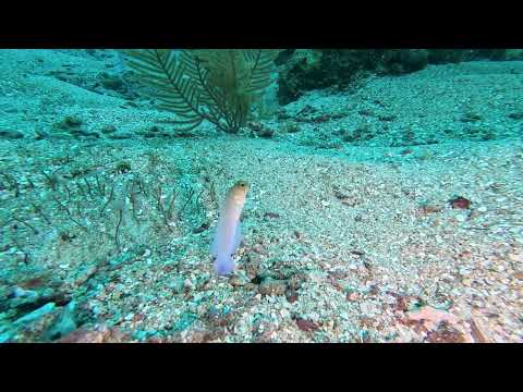 CLIP Dive 136 - Yellowhead Jawfish - Mary's Place - 2/24/26
