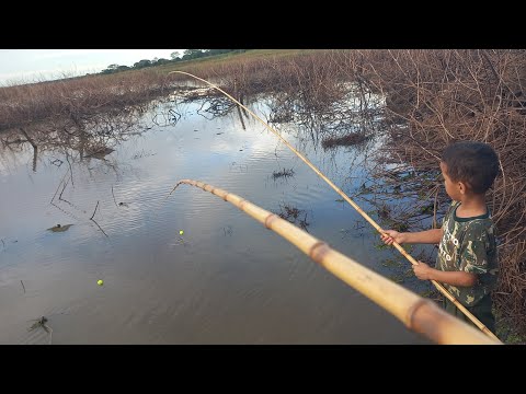 Pescaria Raiz impressionante só Gigantes nesse Rio