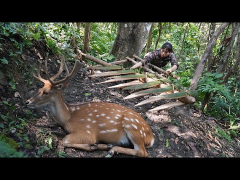 Emergency trap making skills for trapping wild deer and
