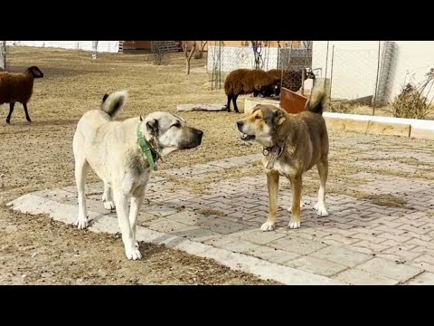 KIRMIZI KÖPEK HIRÇOYU ÇOK ZORLADI