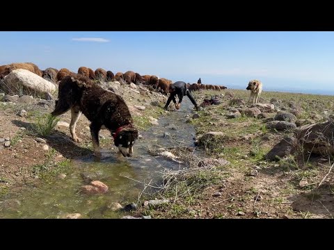 BEŞO SUYA KAFASINI GÖMDÜ - SOĞUK DAĞLARA ÇIKMAYA BAŞLADIK (