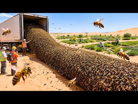 So Könnten 2 Milliarden Bienen Die Sahara Wieder Grün Machen