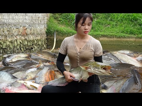 Fishing Exciting | Nana Harvesting Lots Of Big Fish in the