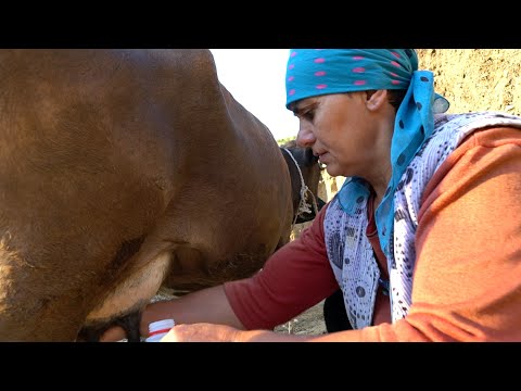 MORNING routine in DAGESTAN. Village everyday life. Russia