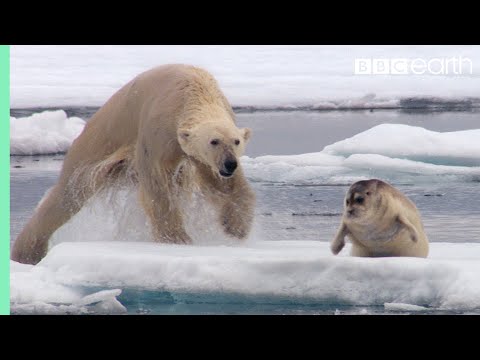 Hungry Polar Bear Ambushes Seal The Hunt BBC Earth